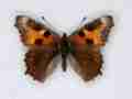 Aglais urticae cold shock abb (Internet Image property of respective owner, non-commercial use only)